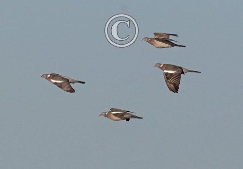  Wood Pigeons in Flight DM1853